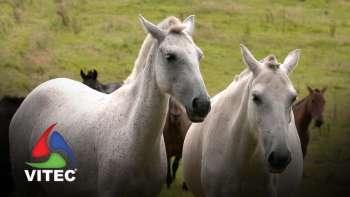 Valorização da raça autóctone Pónei da Terceira - Terra dos Bravos 13