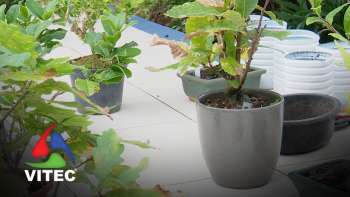 O que é o Bonsai? – Terceira Dimensão 2338