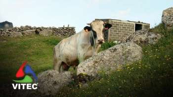 Donato Parreira aposta na Raça Belgian Blue - Terra dos Bravos 16