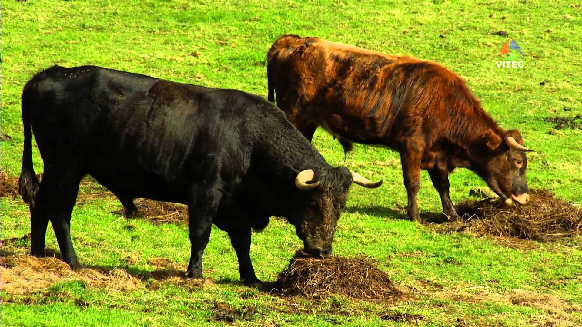 Ganadaria António Ferreira - Terceira Dimensão 69