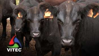 Características do gado Angus