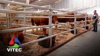 Valorizar a carne açoriana