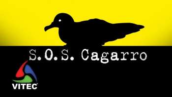 Escuteiros do Porto Judeu abraçam, uma vez mais, a Campanha SOS Cagarro