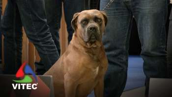 Exposição Canina Nacional em Angra do Heroísmo