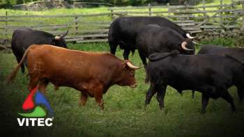 Tourada à corda é uma das tradições mais emblemáticas da ilha Terceira