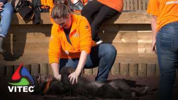 Cães do Canil Intermunicipal vão ser selecionados e treinados para ajudar pessoas diabéticas