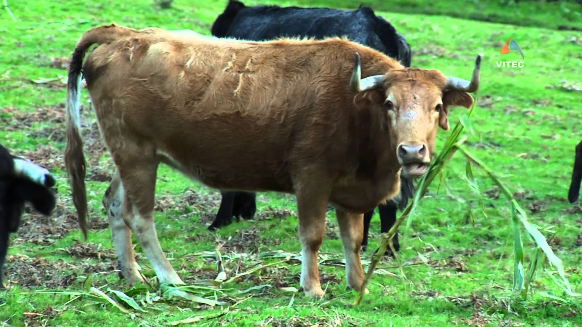 Ganadaria Ezequiel Rodrigues