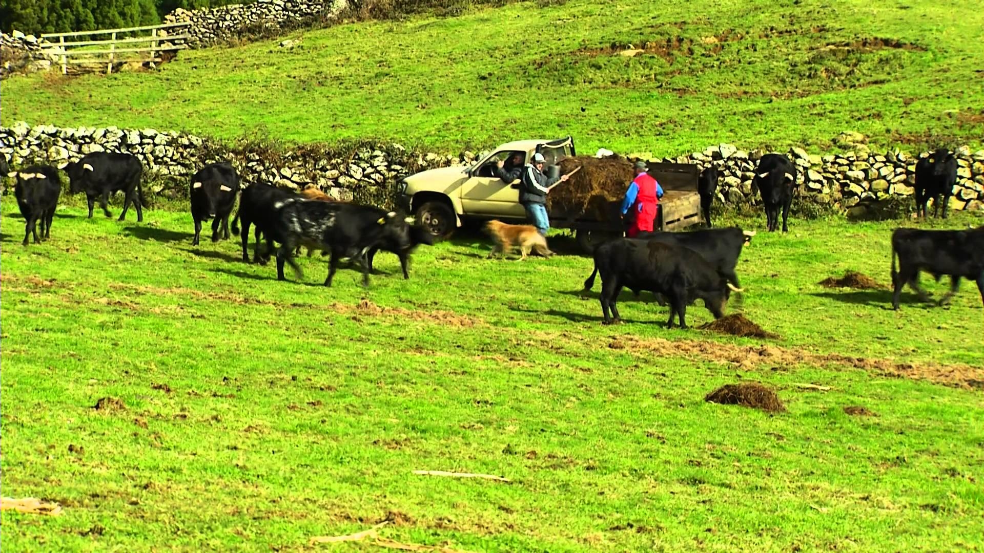 Ganadaria António Ferreira