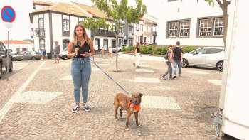 Passeios de cães inseridos na programação das Sanjoaninas como forma de sensibilização