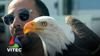 Águia Vitória atrai benfiquistas à Praça velha, nas Sanjoaninas