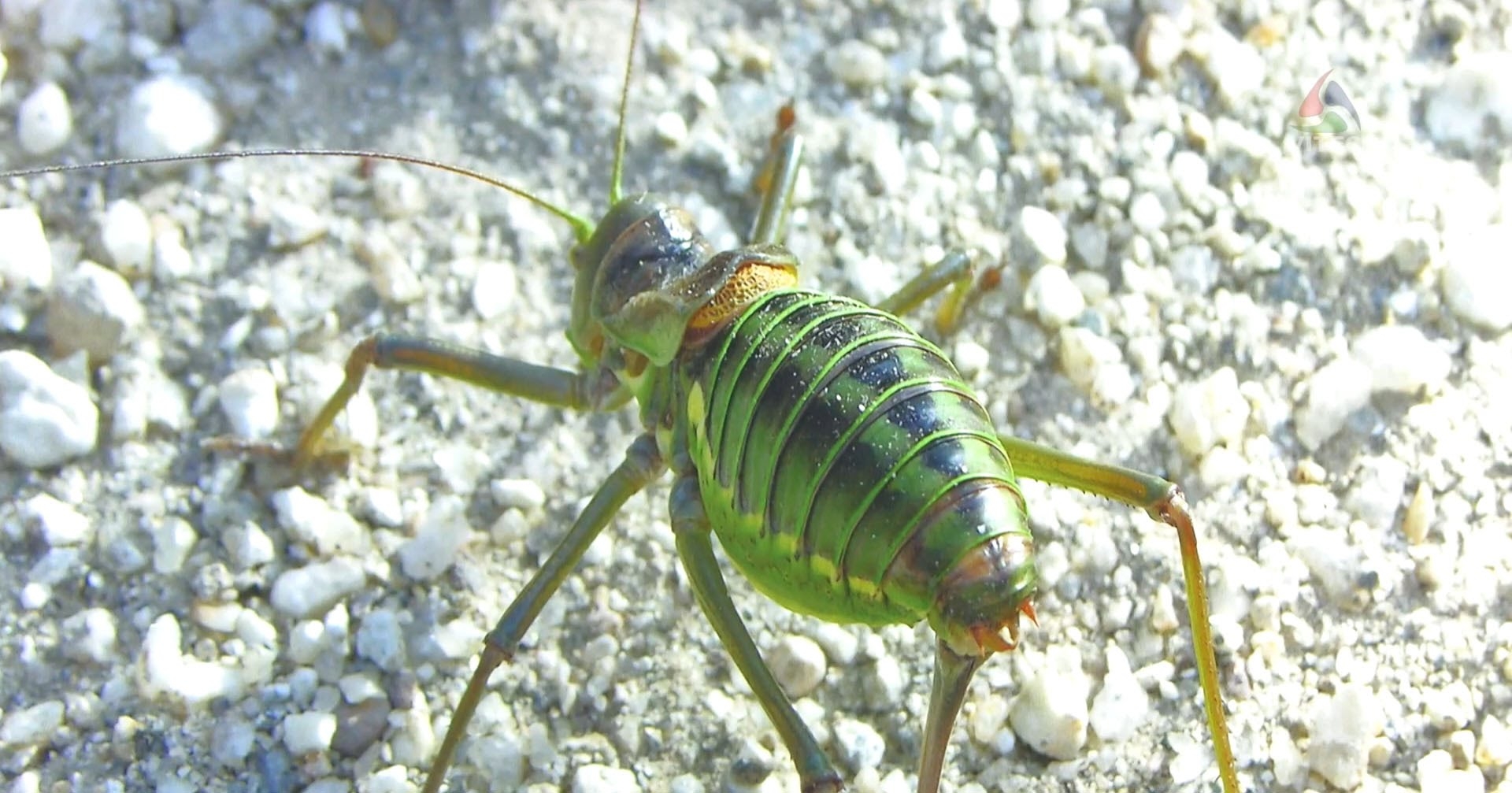 Exposição "Insectos em Ordem" em Angra‏-Terceira Dimensão 97