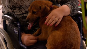 Idosos da Santa Casa da Misericórdia da Vila de São Sebastião recebem visita dos animais do canil