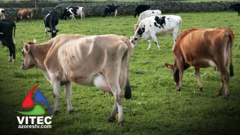 Associações e produtores de leite em situação complicada