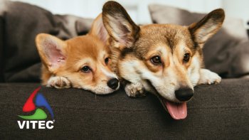 Angra do Heroísmo acolhe importantes eventos caninos nacionais