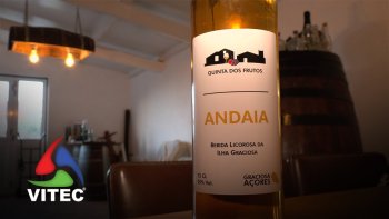 Andaia é bebida produzida na Graciosa há, pelo menos, dois séculos