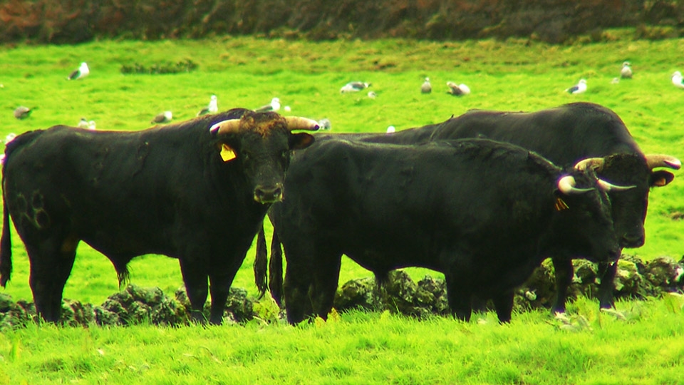 Ganadaria Rego Botelho‏ - Terceira Dimensão 118