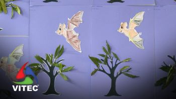 Vamos conhecer o morcego endémico dos Açores