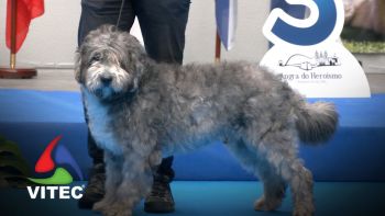 Terceira quer exposições caninas com qualificativo de campeão