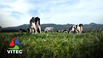 Jornadas Agrícolas da Praia da Vitória adotam um novo formato