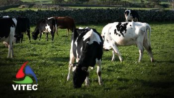 Satisfação, preço justo, consistência e padrão devem estar presentes na produção de carne