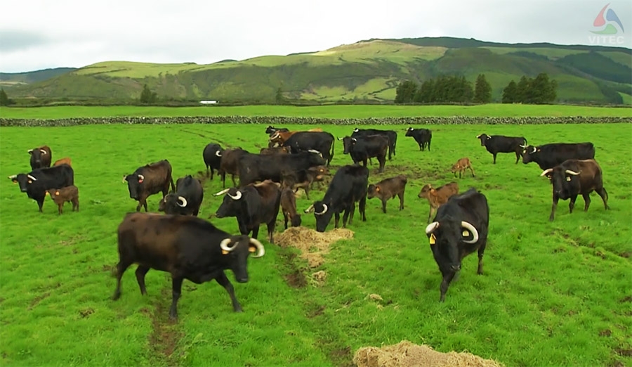Ganadaria Rego Botelho‏