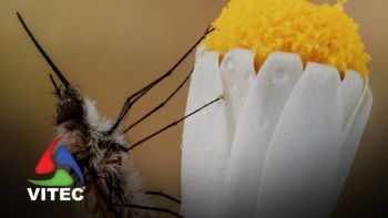 Exposição “Bichos” mostra insetos e aracnídeos como nunca viu antes