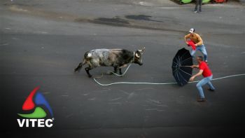 Tourada à Corda no Largo da Fonte da Ribeirinha a 1 de maio - 1ª Parte
