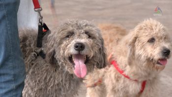 Associação dá passos importantes no reconhecimento internacional da raça cão barbado da Terceira