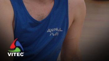 Animal Flow procura crescer em Angra do Heroísmo