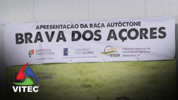 "Brava dos Açores" é a nova raça autóctone de Portugal