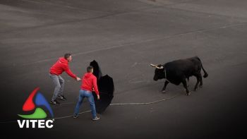Tourada a 1 de maio de 2025 na Fonte da Ribeirinha - 1.ª parte
