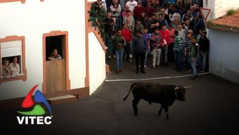 Tourada a 1 de maio de 2025 na Fonte da Ribeirinha - 3.ª parte