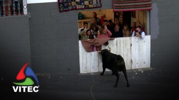Tourada a 1 de maio de 2025 na Fonte da Ribeirinha - 4.ª parte