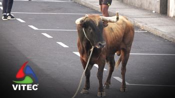 Tourada em São João de Deus - Maio 2025