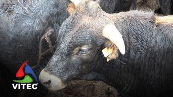 Casa Agrícola José Albino Fernandes com mais de 70 animais para ferrar durante este ano