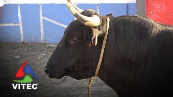 Tourada nas Lajes a 17 de junho de 2025