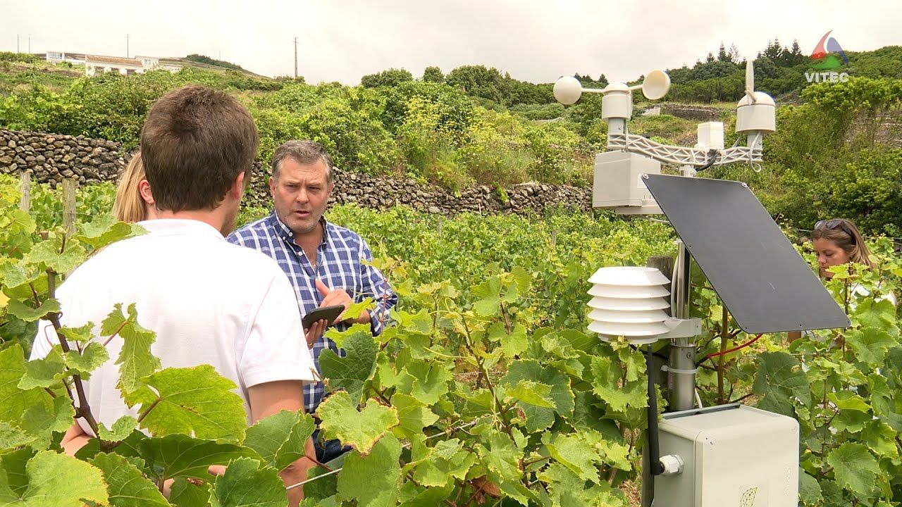 Rui Martins garante a qualidade dos seus vinhos com novas técnicas e uso da tecnologia