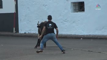 Touradas em São Sebastião a 23 e 25 de julho de 2025