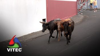 Tertúlia Tauromáquica Praiense proporciona bezerrada aos mais novos