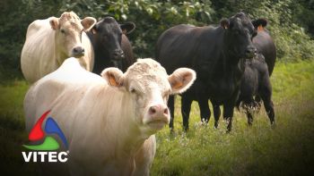 Zelo, gosto e informação são palavras-chave para sucesso de produção em modo biológico