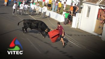 Tourada em São Brás a 25 de agosto de 2025