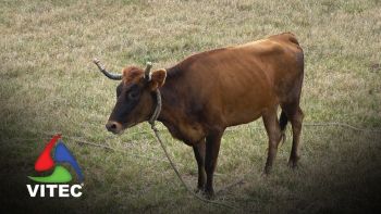 Vacada no Raminho a 2 de setembro de 2025