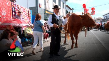 Bodo de Leite 2025 da Vila das Lajes com o tema: "Sará ca Porca come a Dança"