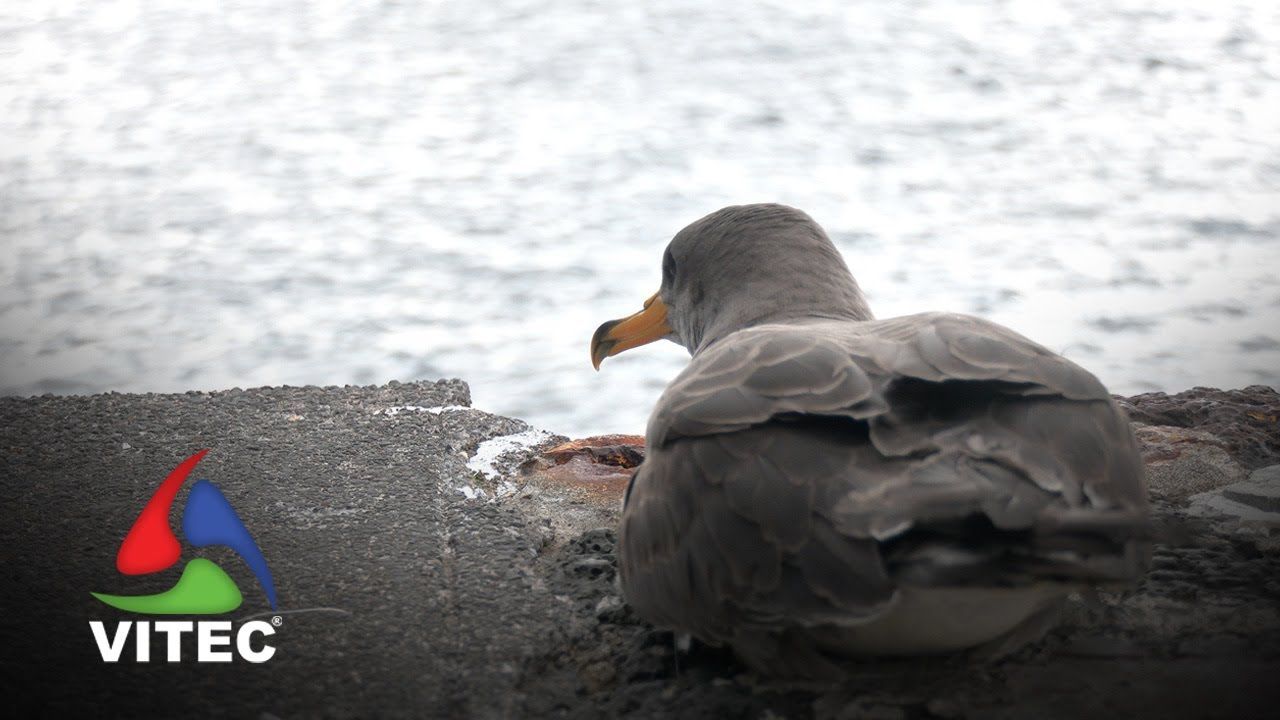 Alunos da Escola Básica da Terra-Chã em ação de sensibilização sobre o cagarro