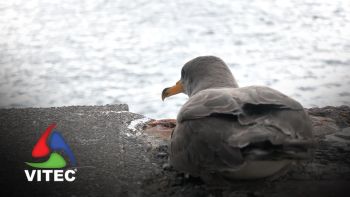 Alunos da Escola Básica da Terra-Chã em ação de sensibilização sobre o cagarro