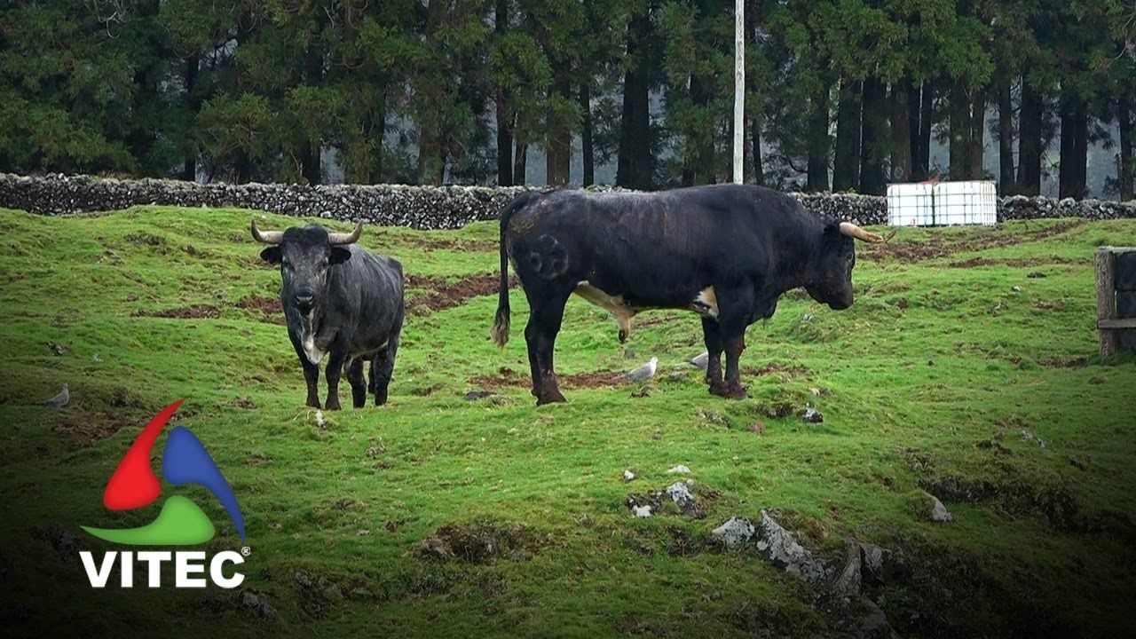 Um sábado passado na Ganadaria Olé Toiro