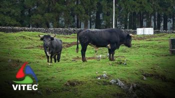 Um sábado passado na Ganadaria Olé Toiro