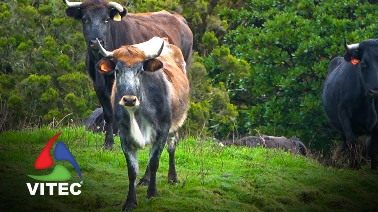 Um dia passado na Ganadaria de Humberto Filipe