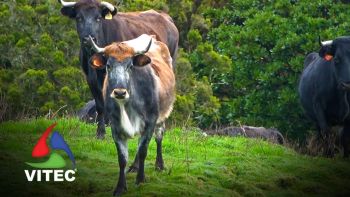 Um dia passado na Ganadaria de Humberto Filipe