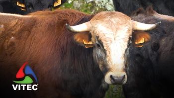 Um dia passado na Casa Agrícola José Albino Fernandes